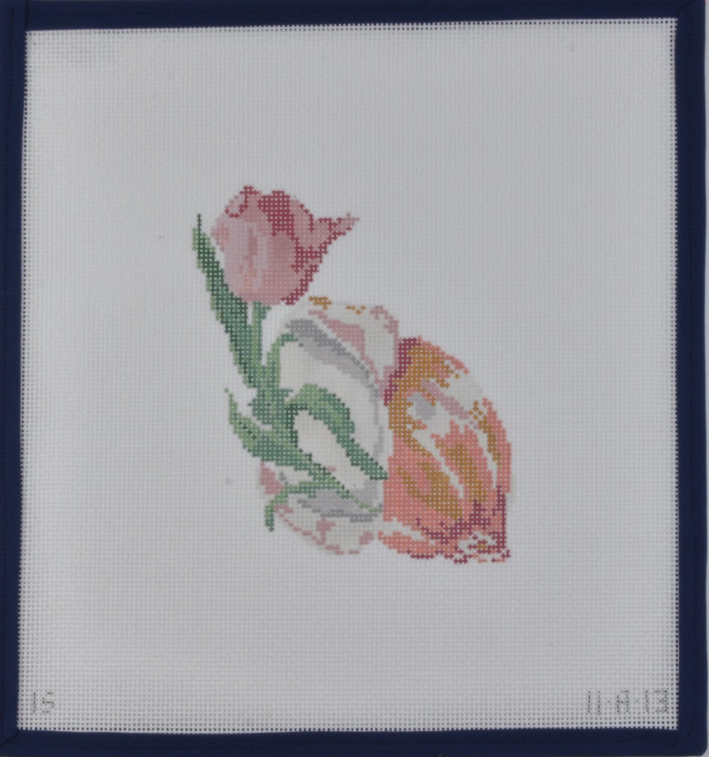 Tulip Shell