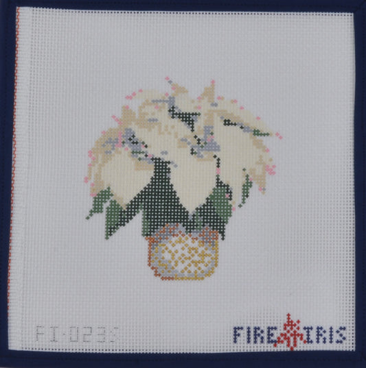 Poinsettia