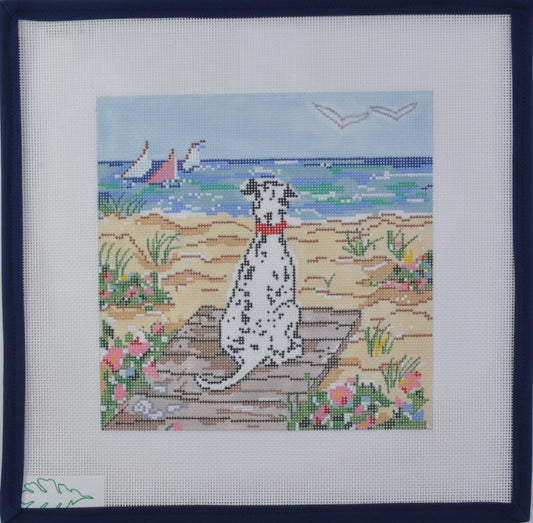 Dalmation on Beach
