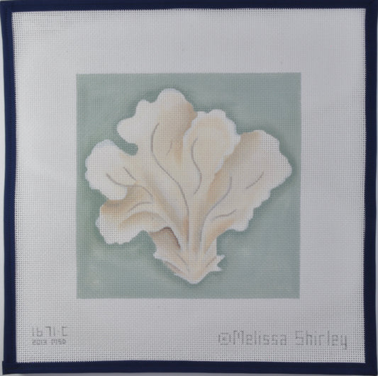 Fan Coral